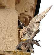 Peregrine Falcon