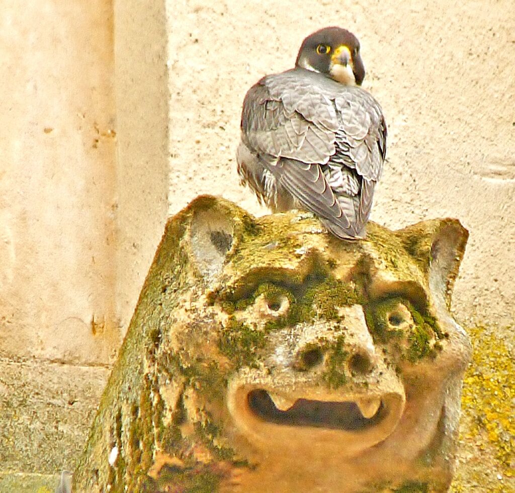 Peregrine Falconadult, Behaviour