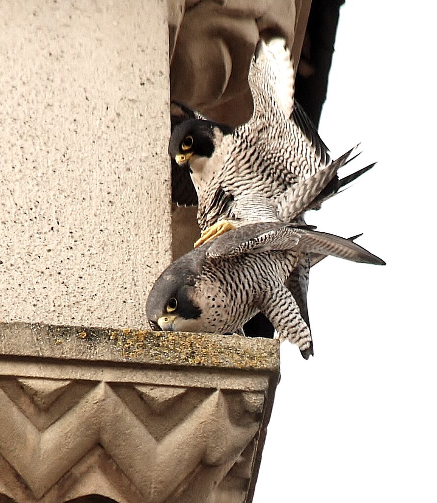 Faucon pèlerinadulte, accouplement.