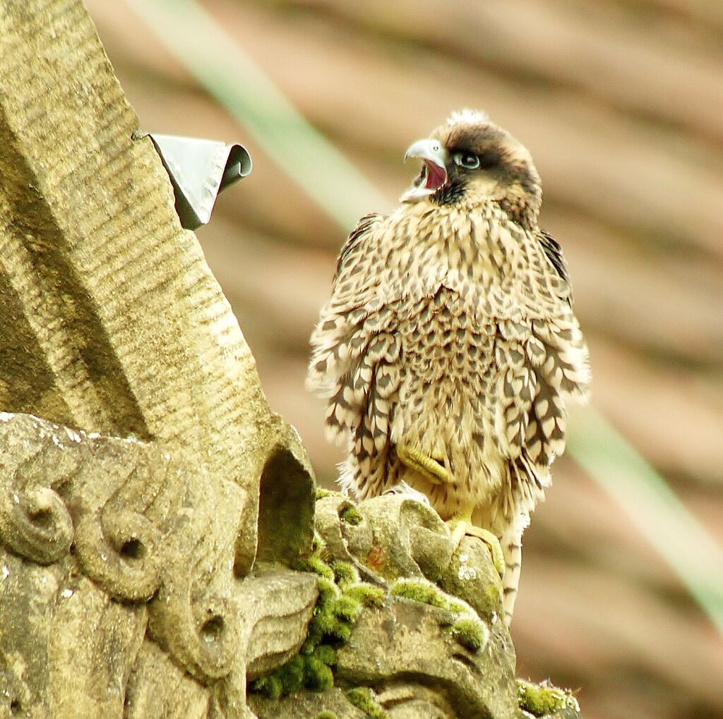 Peregrine Falconjuvenile, identification