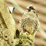 Peregrine Falcon