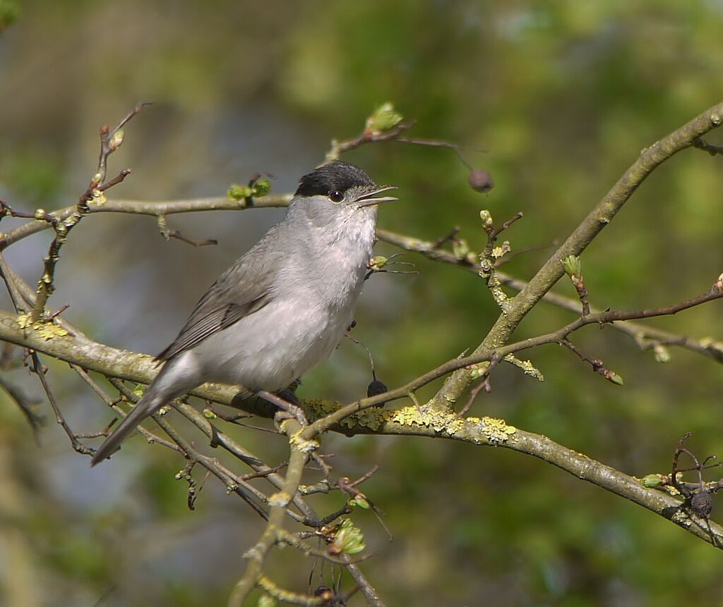 Eurasian Blackcap male adult breeding, identification