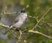 Eurasian Blackcap