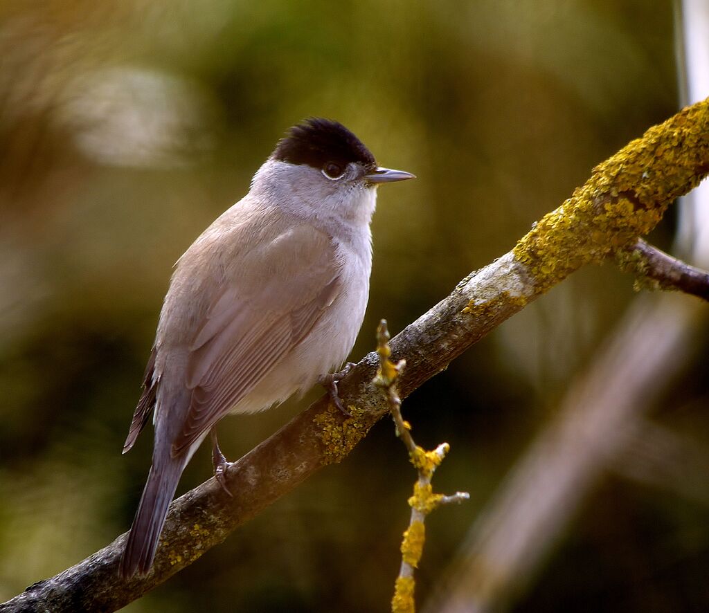 Eurasian Blackcap