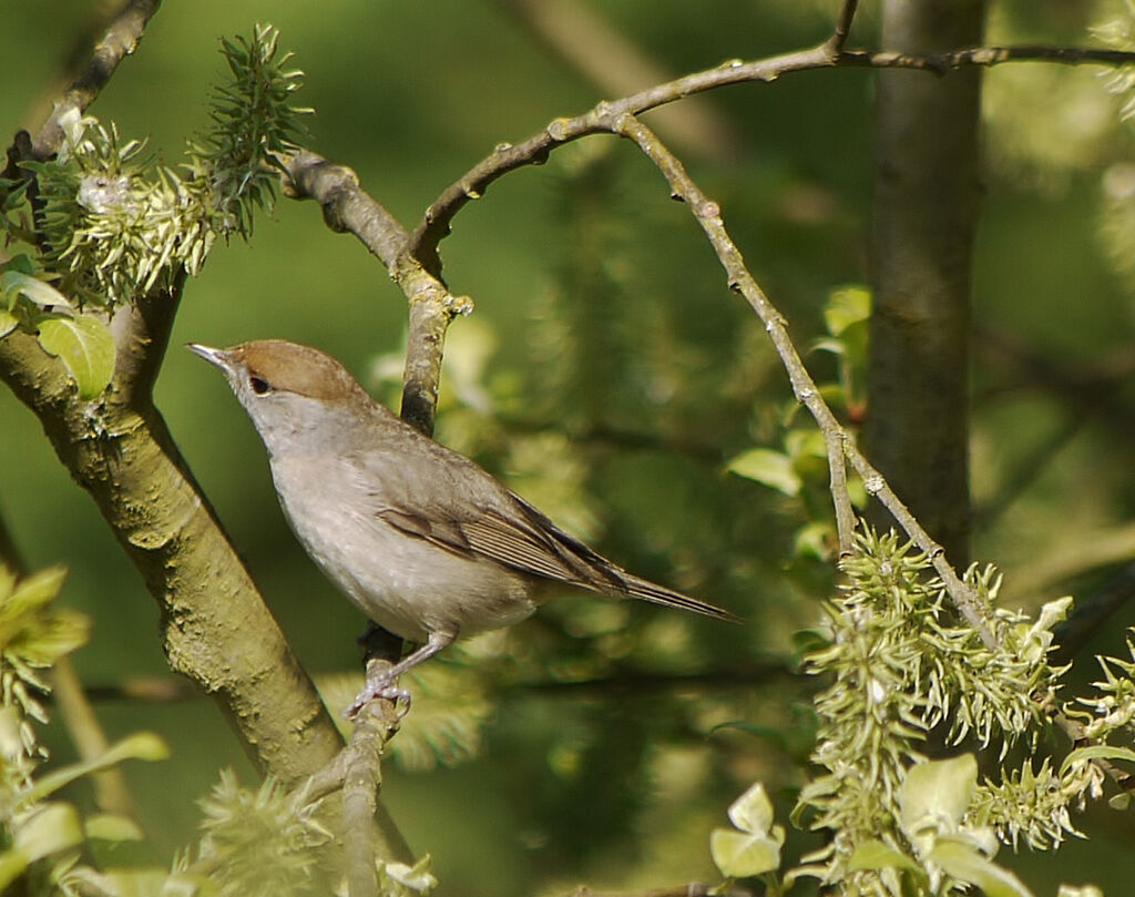 Eurasian Blackcap female adult breeding, identification