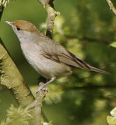 Eurasian Blackcap