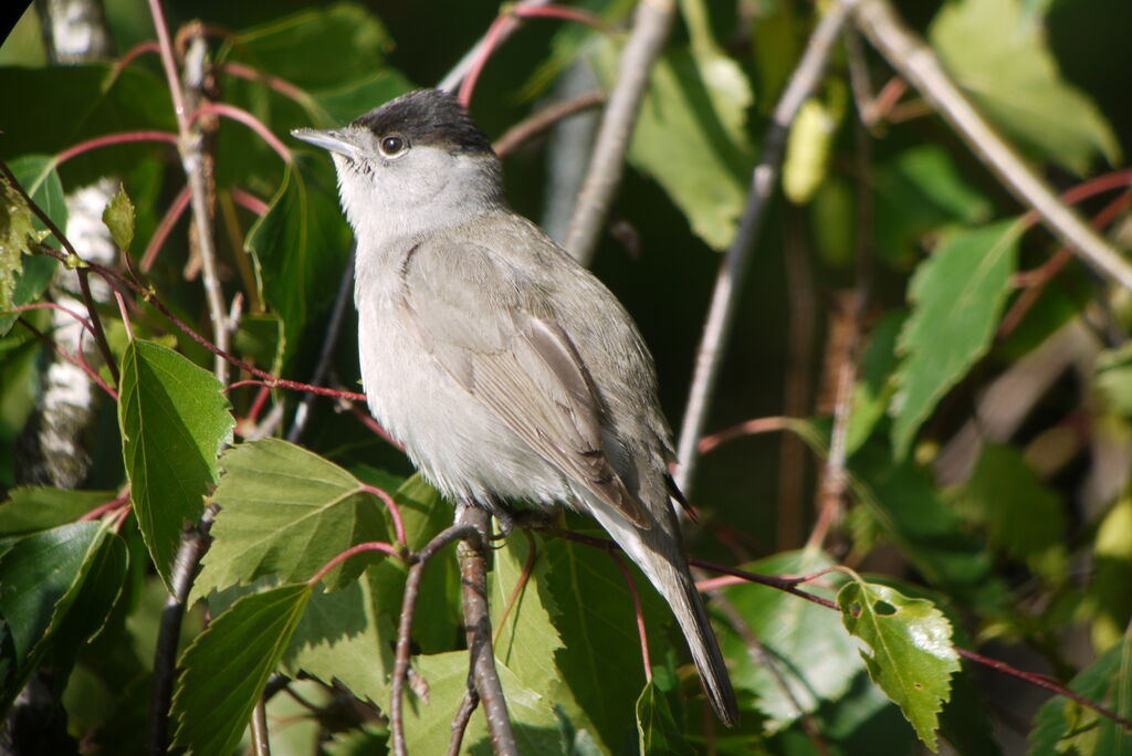 Eurasian Blackcap male adult breeding, identification