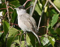 Eurasian Blackcap