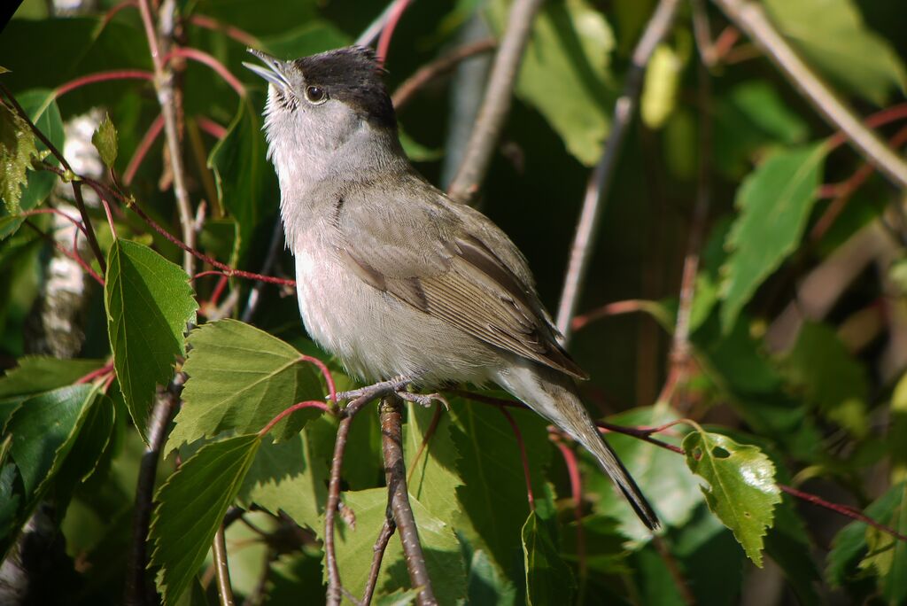 Eurasian Blackcap male adult breeding, identification