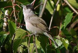 Eurasian Blackcap