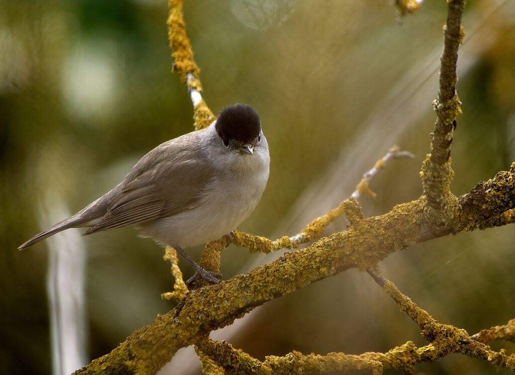 Eurasian Blackcap male adult, identification