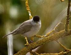 Eurasian Blackcap