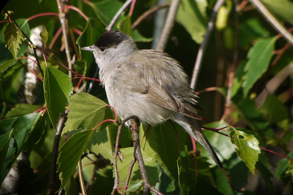 Eurasian Blackcap male adult breeding, identification