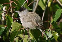 Eurasian Blackcap