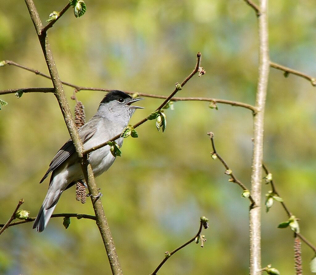 Fauvette à tête noire mâle adulte nuptial, identification