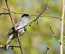 Eurasian Blackcap