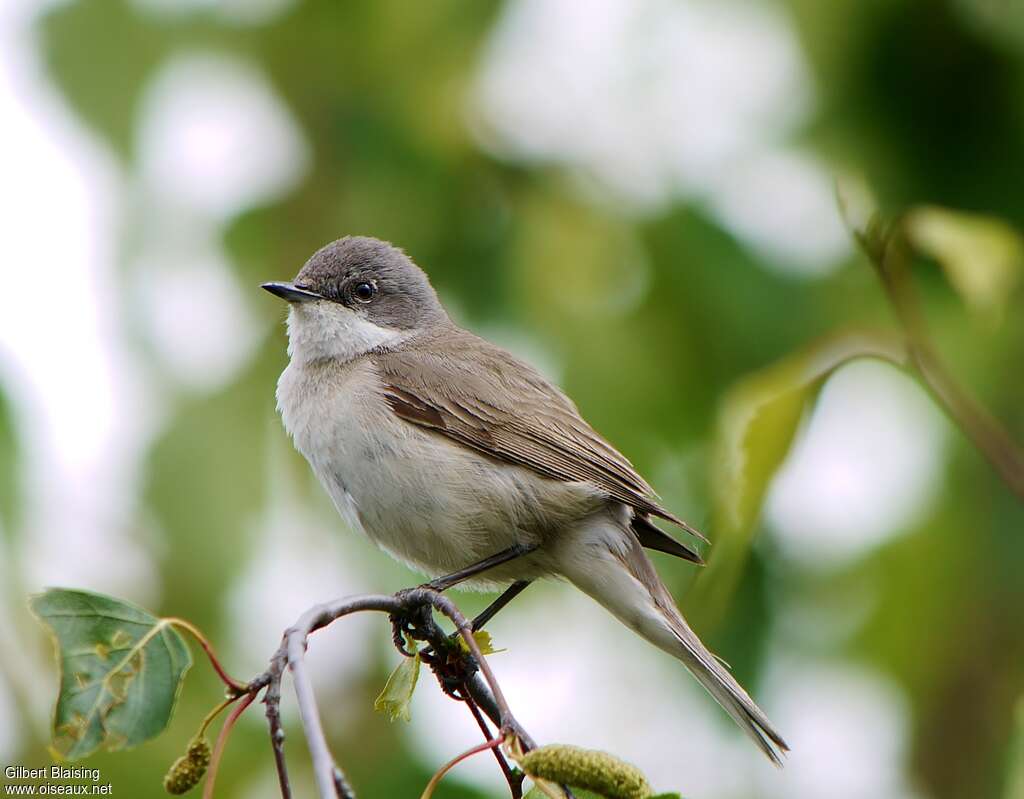 Fauvette babillarde mâle adulte nuptial, identification