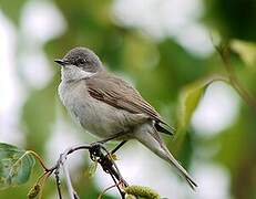 Lesser Whitethroat