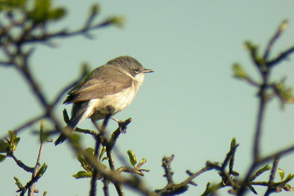 Lesser Whitethroat