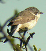 Lesser Whitethroat