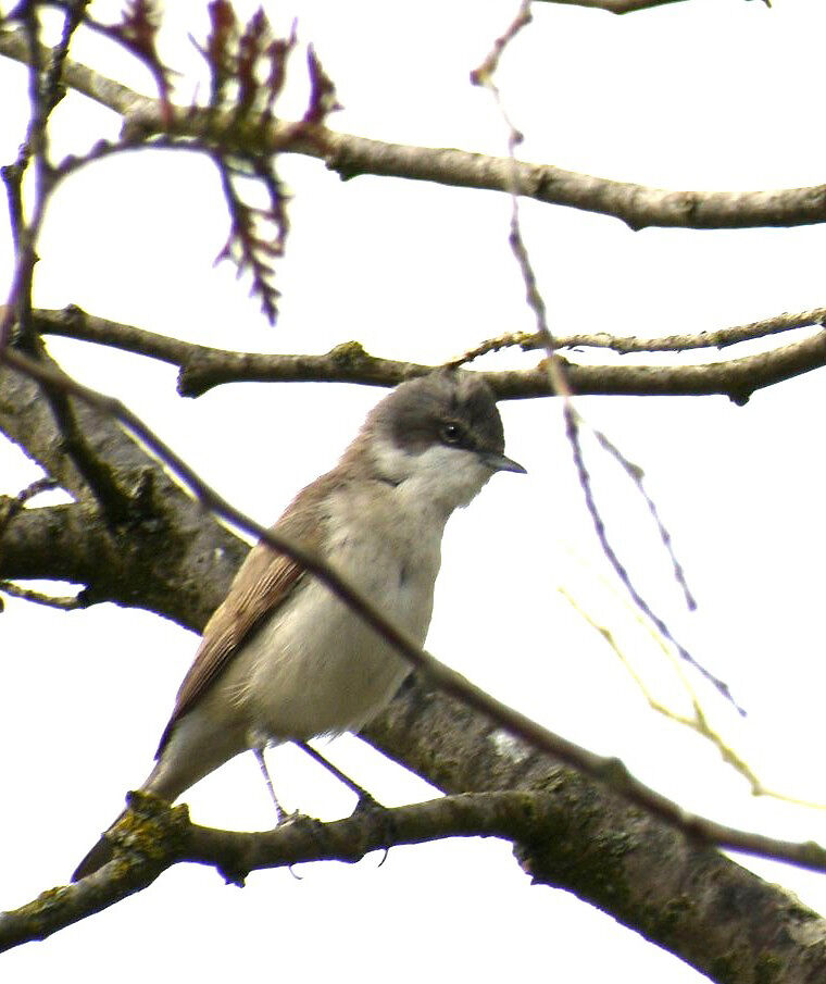 Lesser Whitethroat