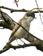 Lesser Whitethroat