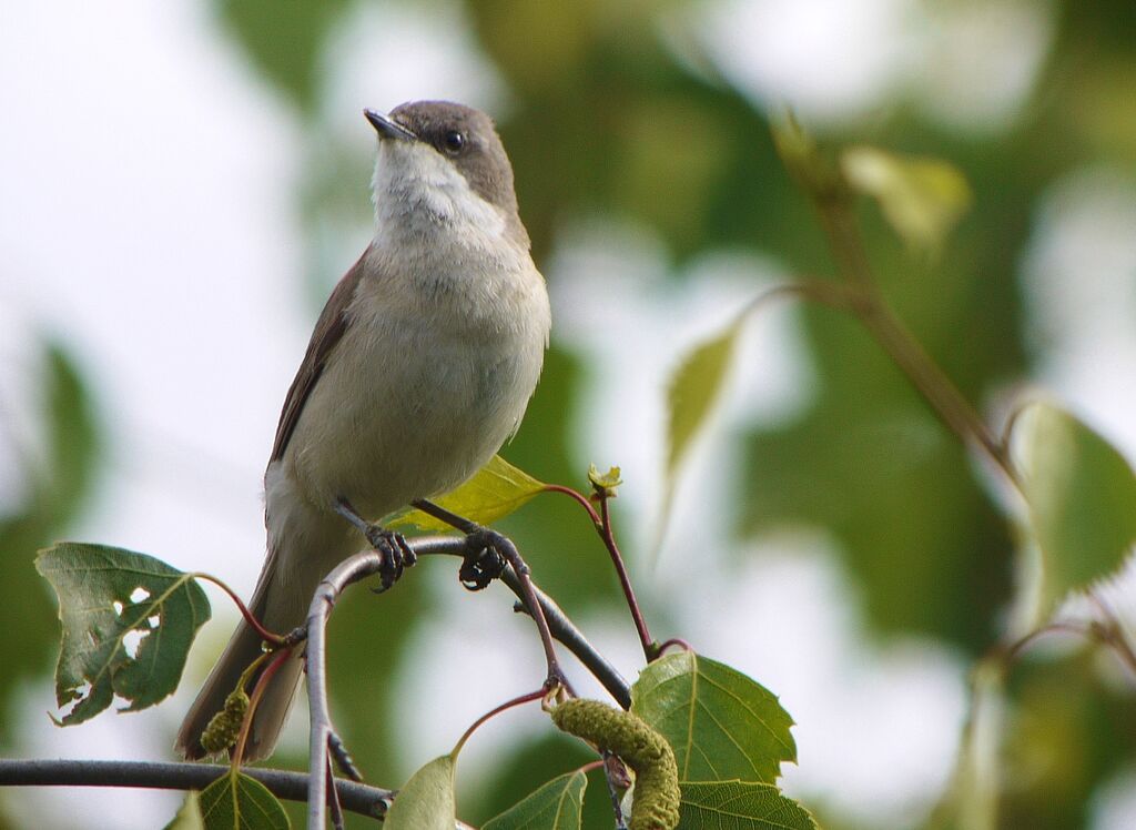 Lesser Whitethroat male adult breeding, identification