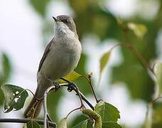 Lesser Whitethroat