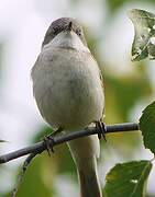 Lesser Whitethroat