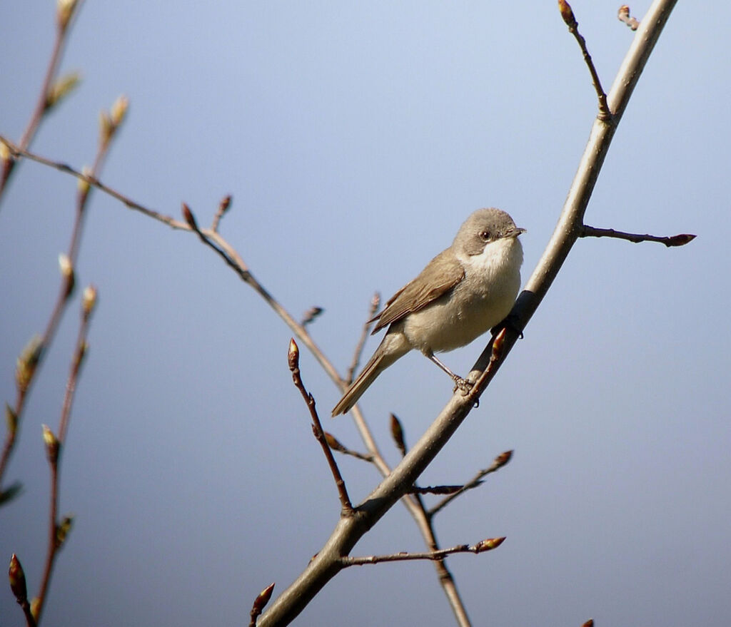 Lesser Whitethroat male adult breeding, identification