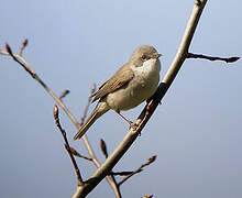 Lesser Whitethroat