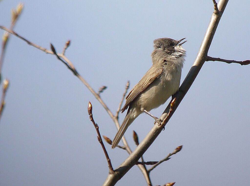 Lesser Whitethroat male adult breeding, identification