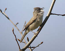 Lesser Whitethroat