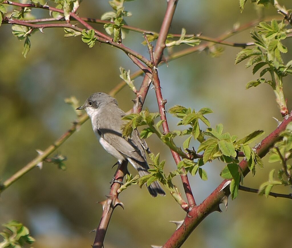 Lesser Whitethroat male adult breeding, identification