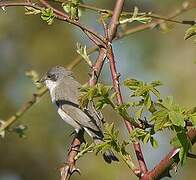 Lesser Whitethroat