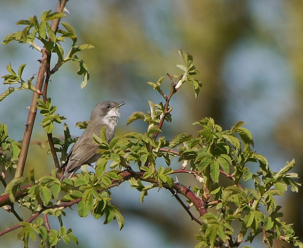 Lesser Whitethroat male adult breeding, identification