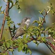 Lesser Whitethroat