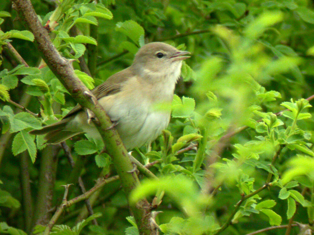 Garden Warbler