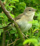 Garden Warbler