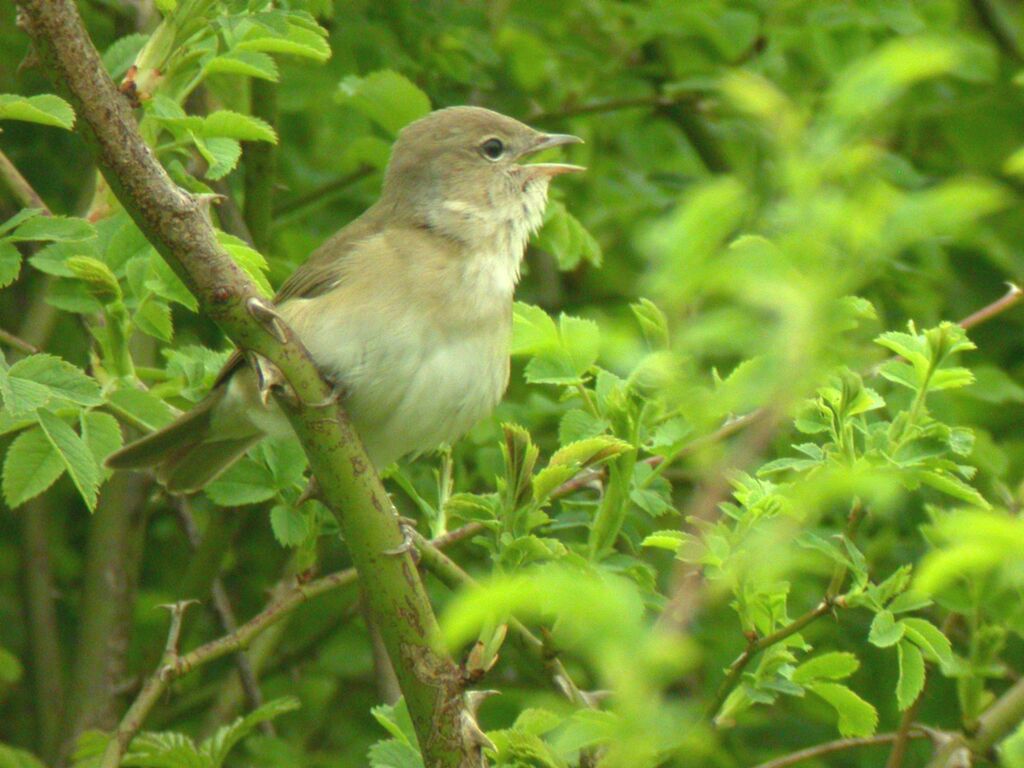 Garden Warbler