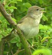 Garden Warbler