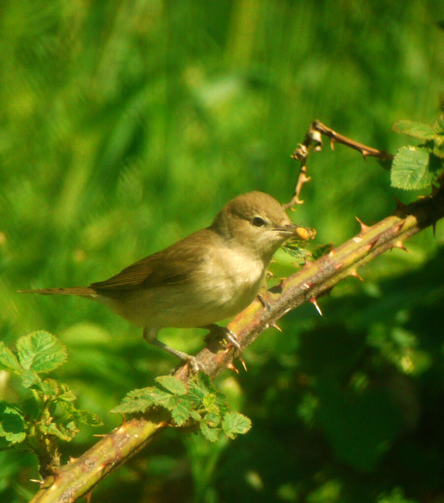 Garden Warbler male adult breeding, identification