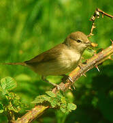 Garden Warbler