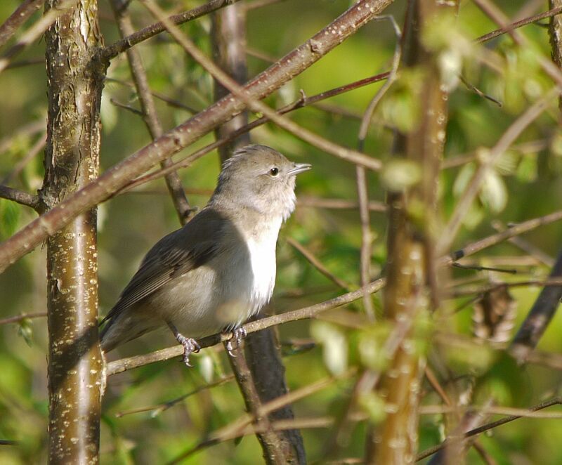 Fauvette des jardins mâle adulte nuptial, identification