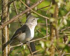 Garden Warbler