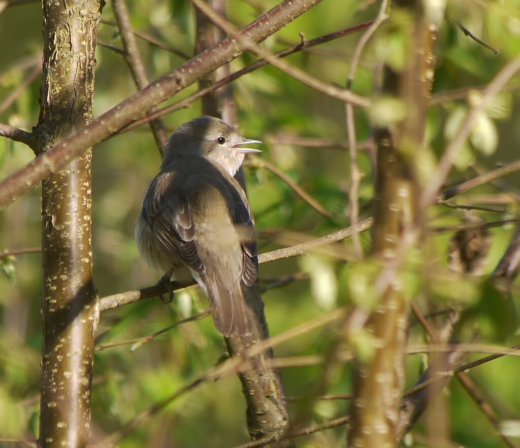 Fauvette des jardins mâle adulte nuptial, identification