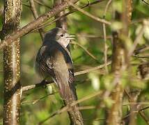 Garden Warbler