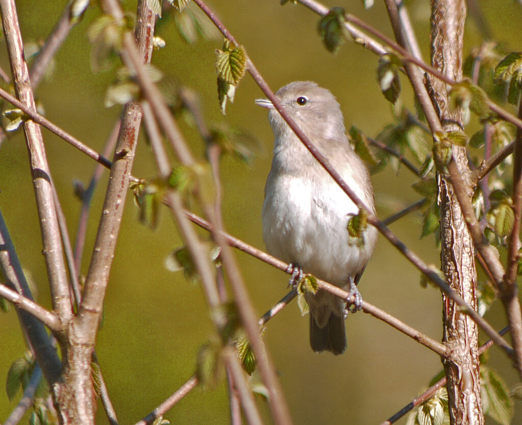 Garden Warbler male adult breeding, identification