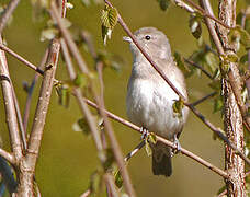 Garden Warbler