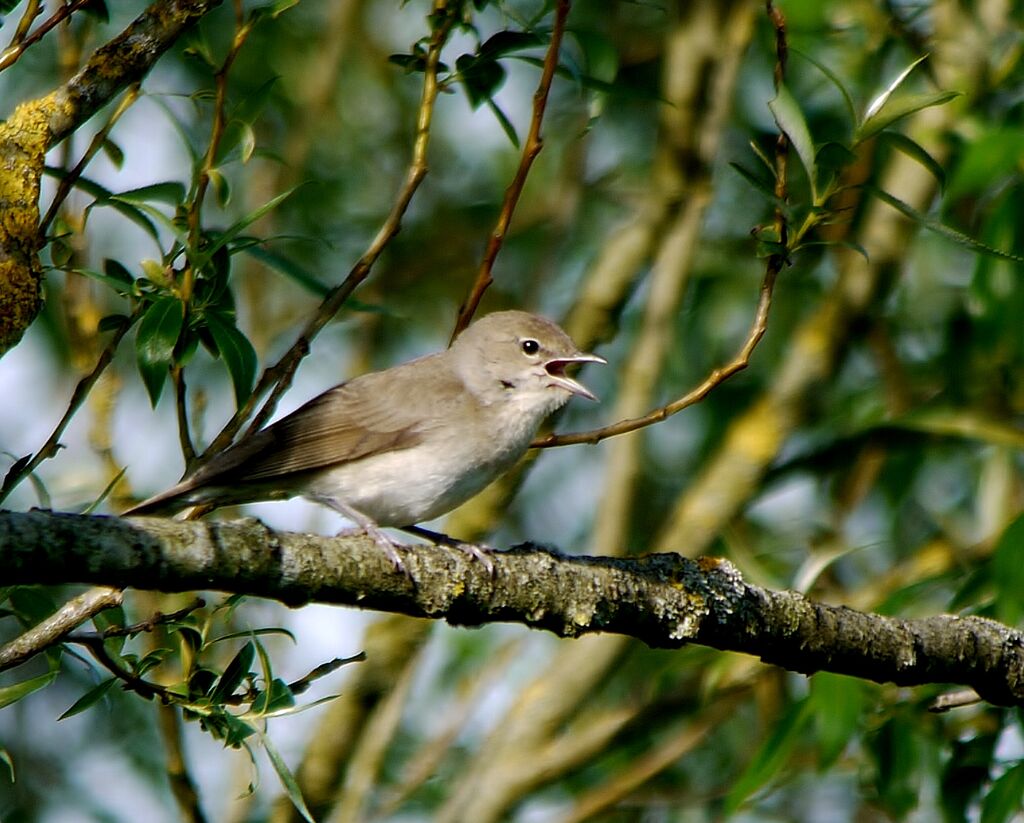 Garden Warbler male adult, identification